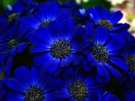 10 Most Beautiful Blue Flowers In The World
