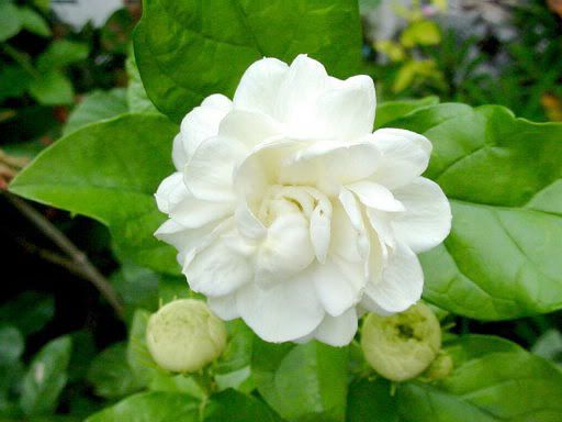 Jasmine flower