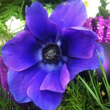 Anemone, blue flowers 