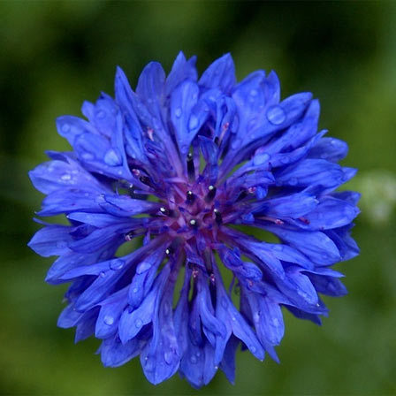 Bachelor Button Flower, blue flowers 