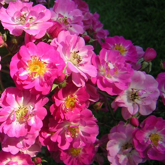 Belinda Musk Rose, Beautiful roses