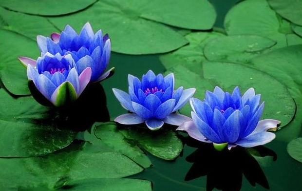 Blue Lotus Flower, blue flowers, blue flowering plants perennials