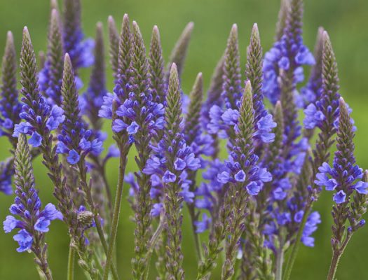 Health Benefits of Blue Vervain