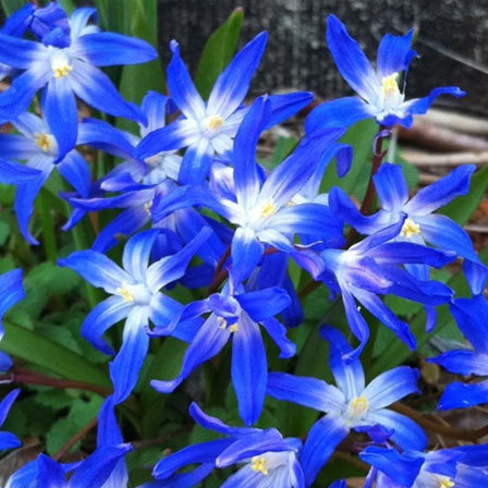  Blue star, blue flowers, images of blue flowers 