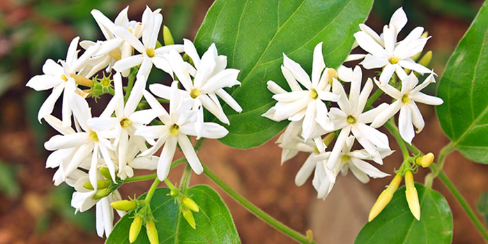 Night Jasmine flower, Jasmine Flower 