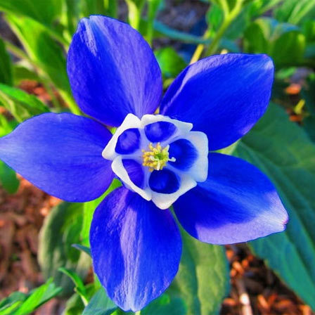 Columbine, blue flowers 