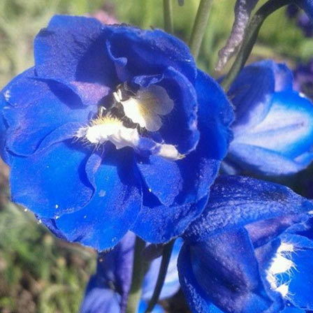  Delphinium, blue flowers, blue colour flowers 