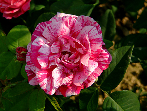 Ferdinand, Beautiful Roses