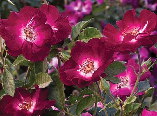 Floribunda Rose, Beautiful Roses