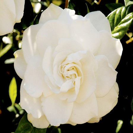 Gardenia Jasminoides Candle Light, Jasmine Flower 