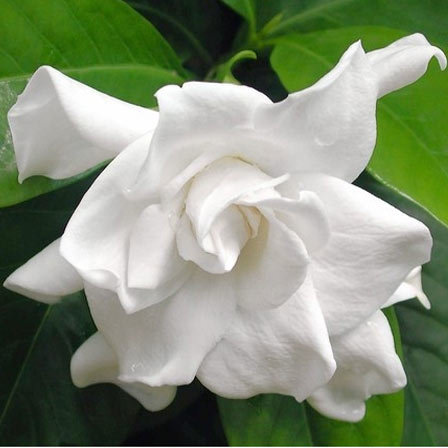 Gardenia Jasminoides ‘Miami Supreme, Jasmine Flower 