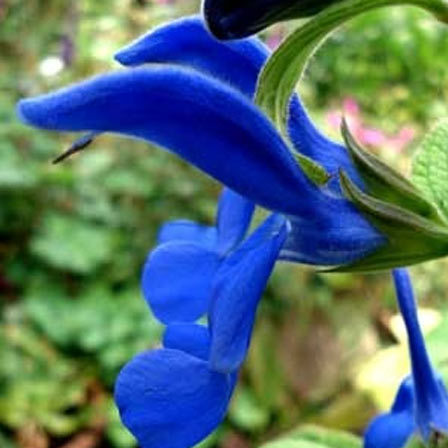 Gentian, blue flowers 