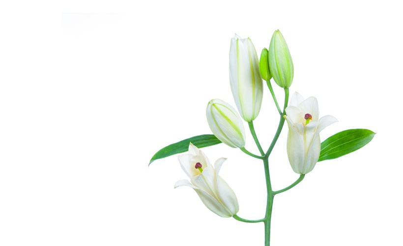 Health And Medicinal Benefits Of White Lily flower