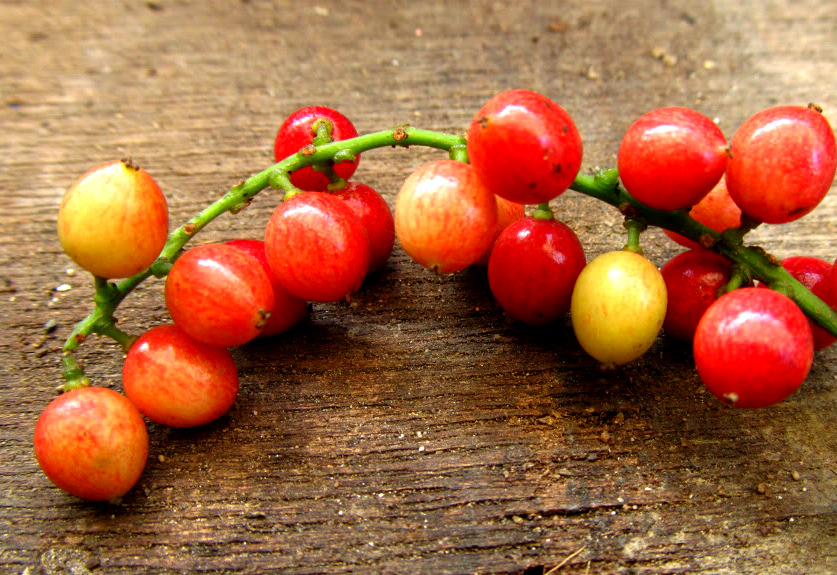 Health Benefits of Bignay Berries - Best 12 Amazing Health Benefits Of Bignay Fruit