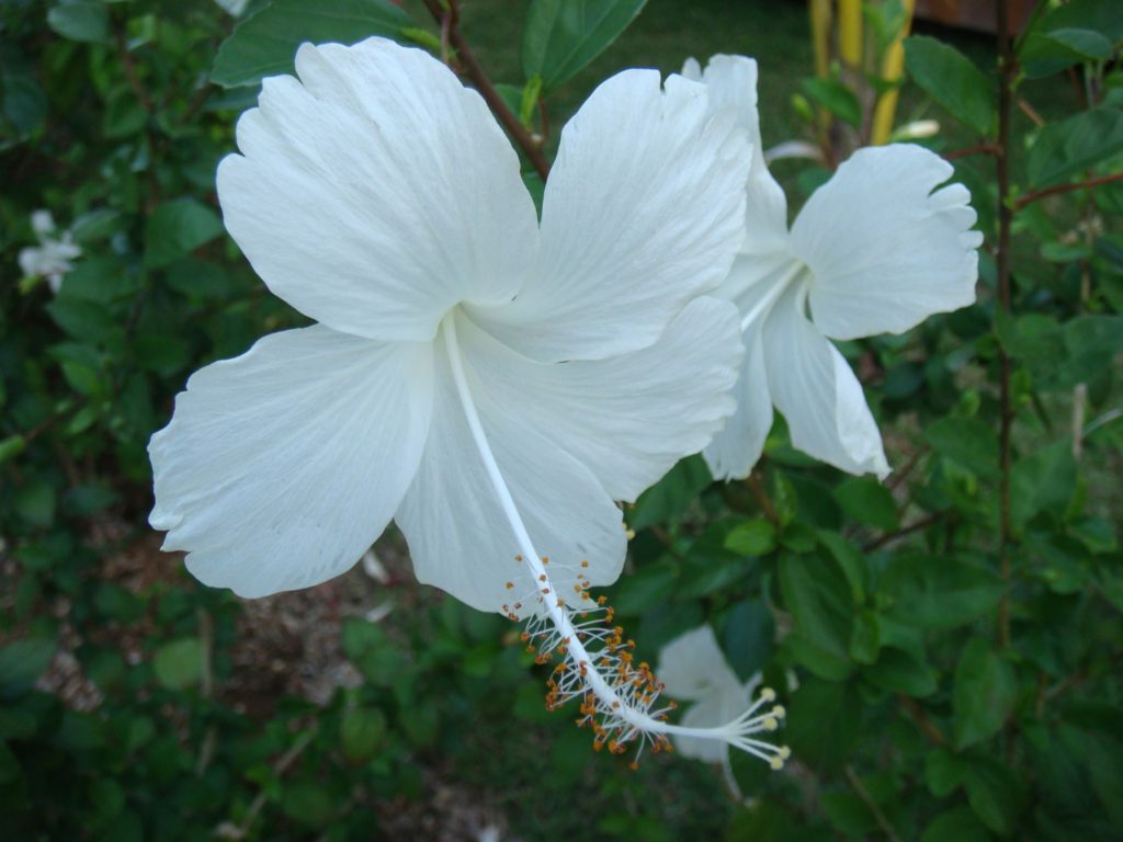 White Hibiscus, White Flowers