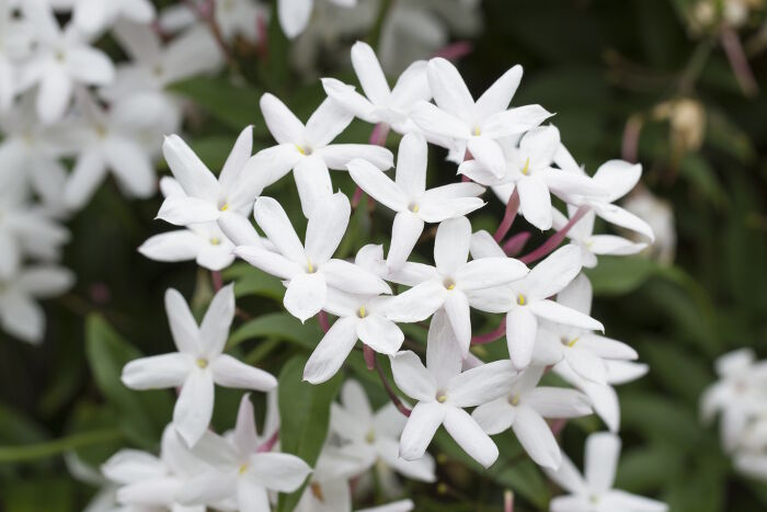 Jasmine Flower, White Flowers
