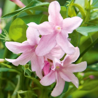 Jasminum x stephanense - Top 10 Most Beautiful Jasmine Flowers