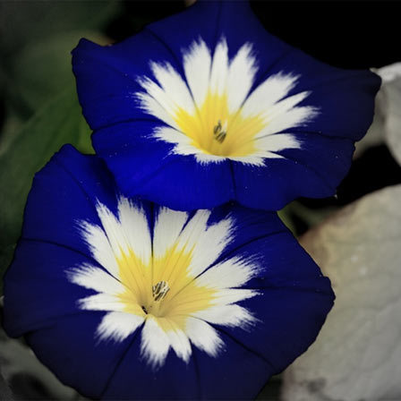 Morning Glories, blue flowers 