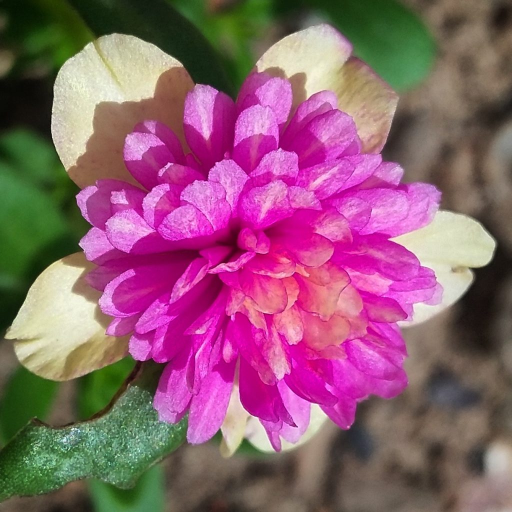 Moss rose, Beautiful Roses