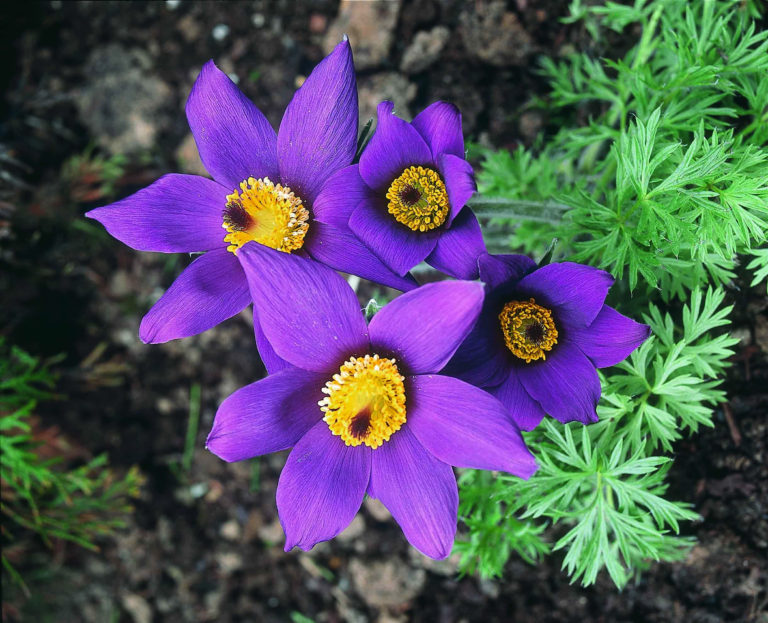 Pulsatilla Health Benefits And Toxicity