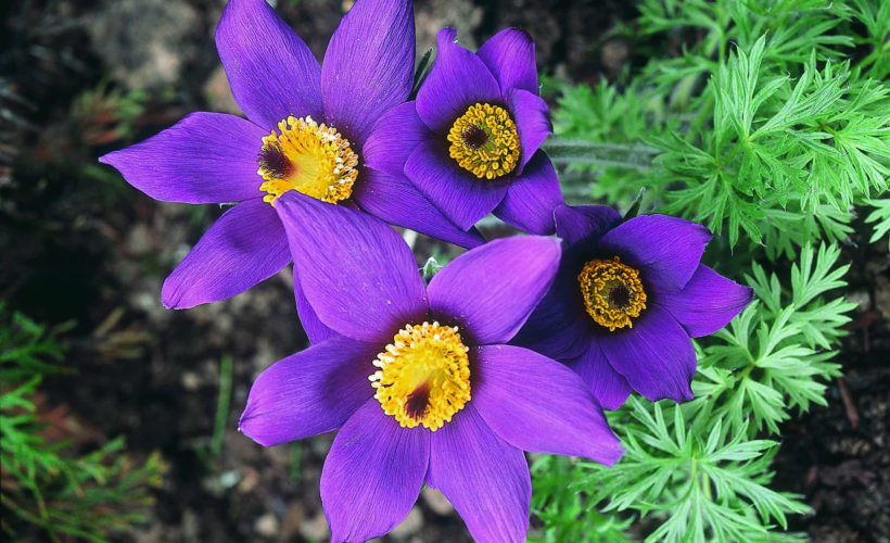 Pulsatilla Health Benefits And Toxicity