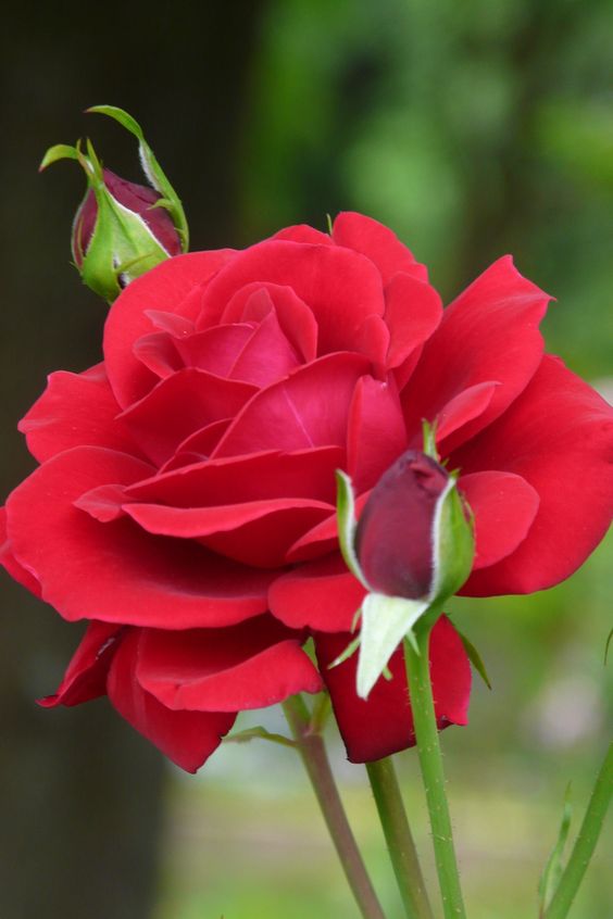  Hybrid Tea Rose, Beautiful Roses