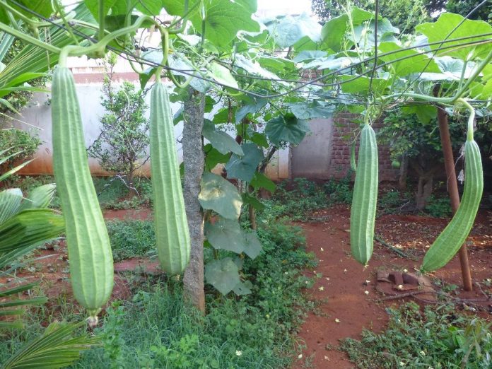 Ridge gourd Health Benefits