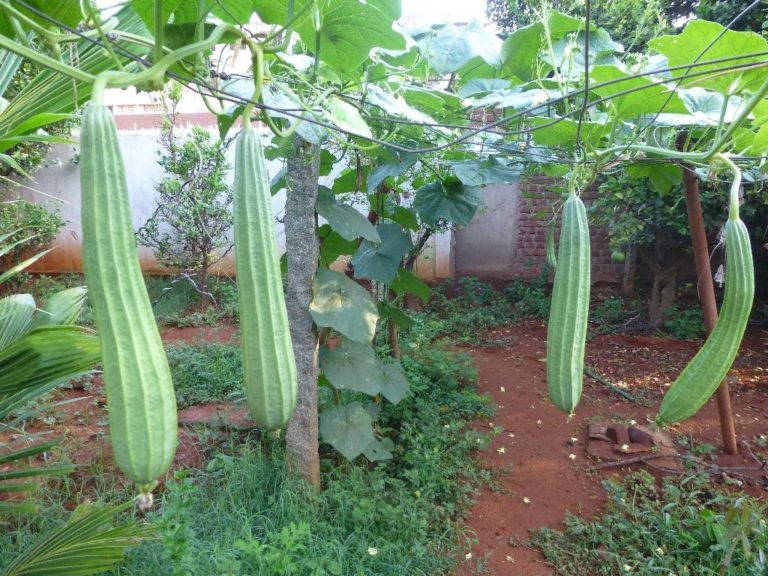 Ridge gourd Health Benefits and Nutritional Value