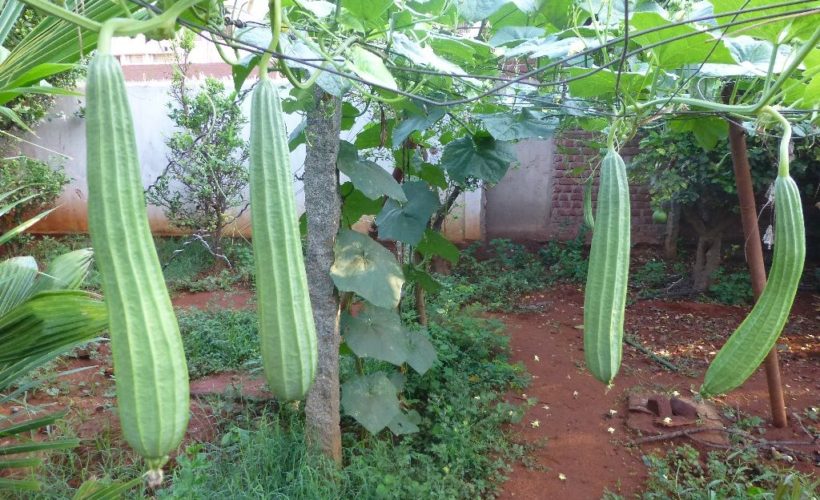 Ridge gourd Health Benefits