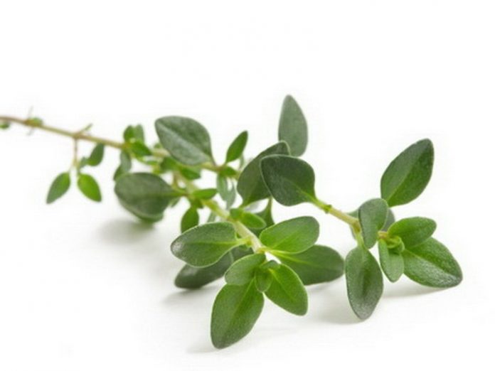 Amazing Health Benefits Of Thyme