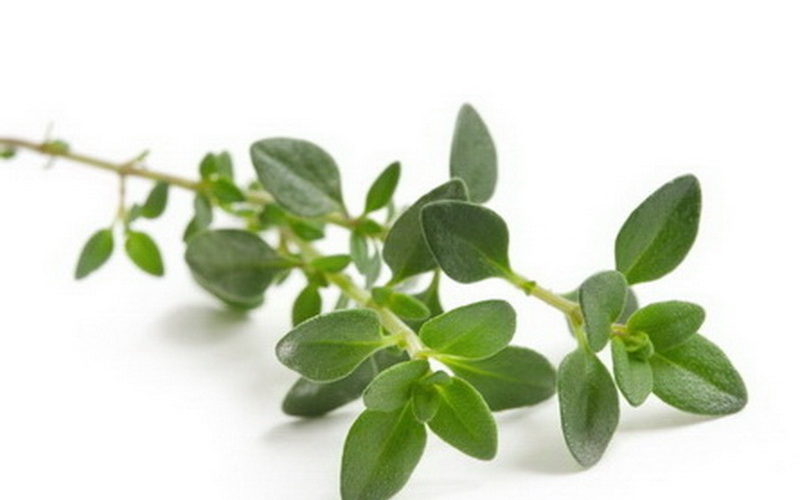 Amazing Health Benefits Of Thyme