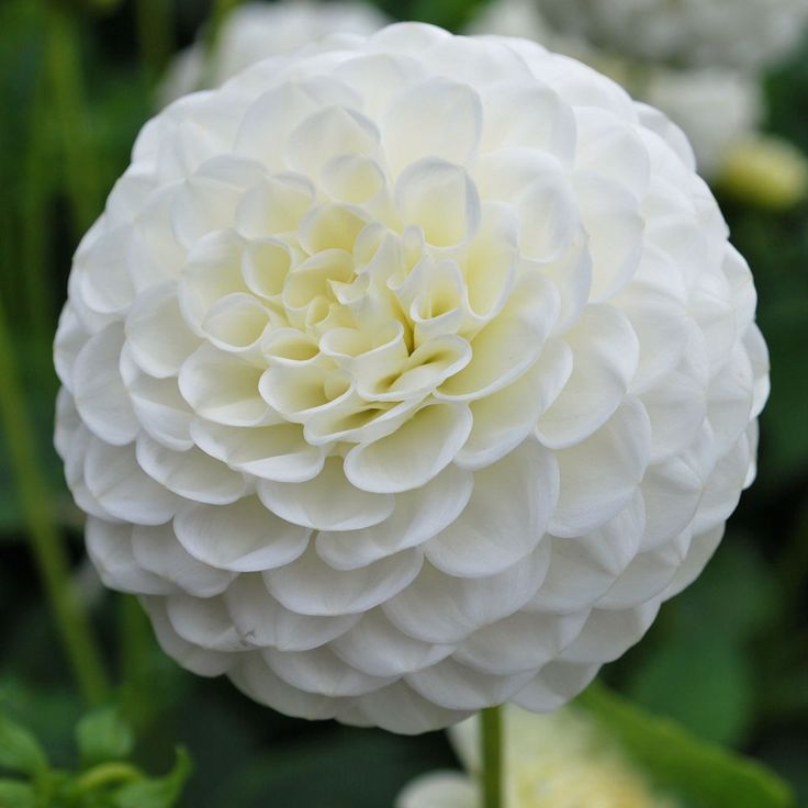 White ball dahlia, White Flowers