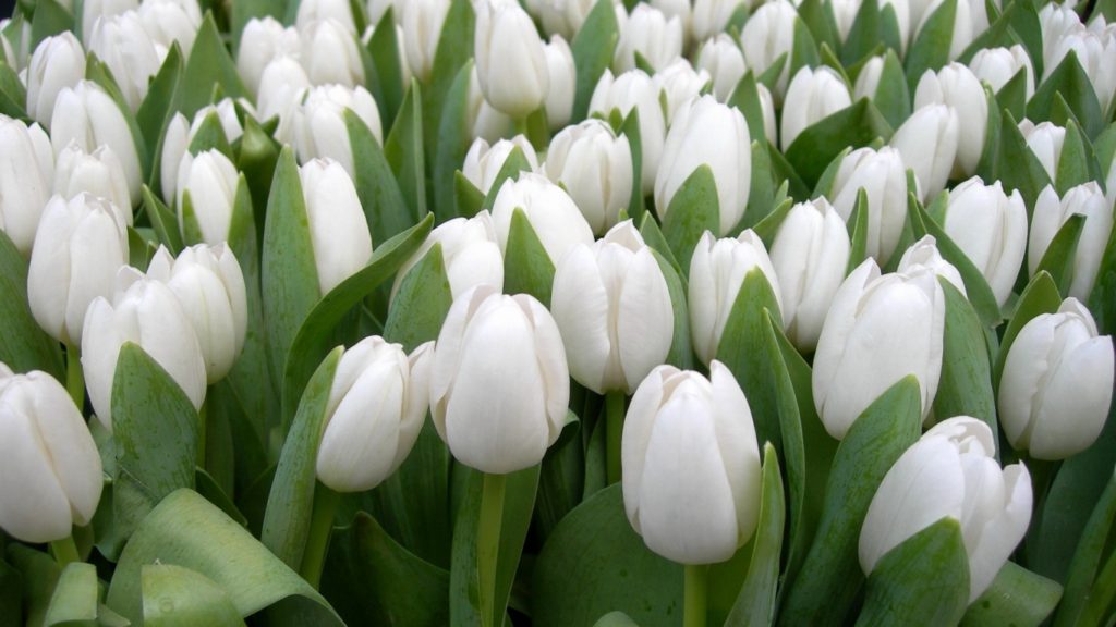 White tulips, White Flowers