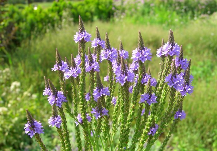 Health Benefits of Blue Vervain