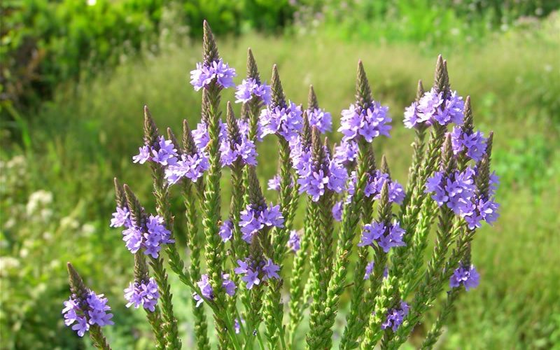Health Benefits of Blue Vervain Health Benefits of Blue Vervain
