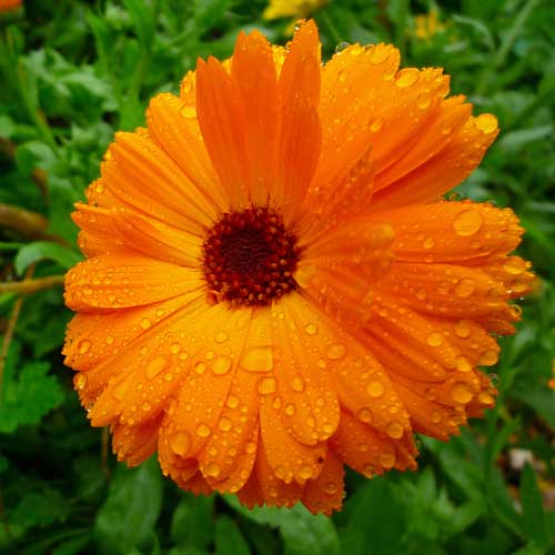 Surprising Health Benefits Of Calendula