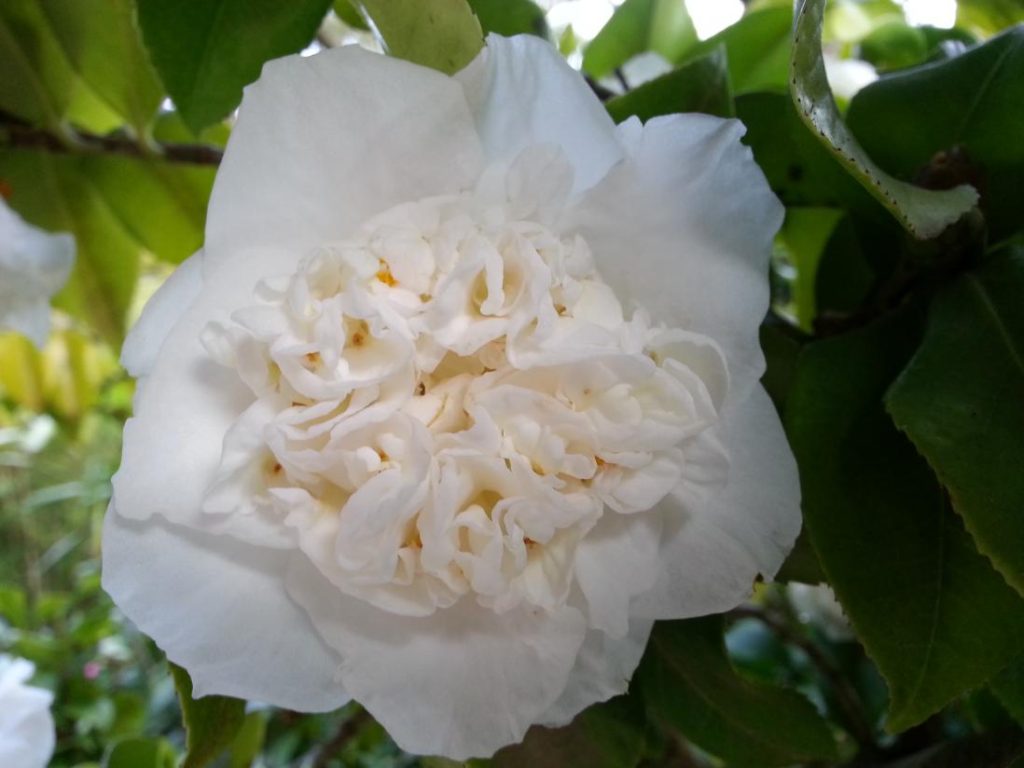  white camellia, White Flowers