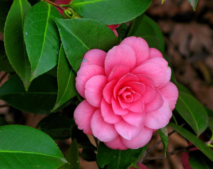 Camellia Flower