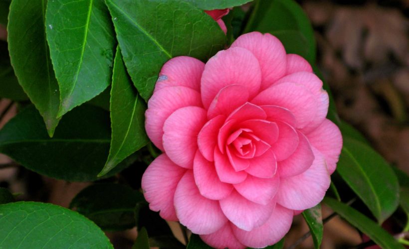 Camellia Flower