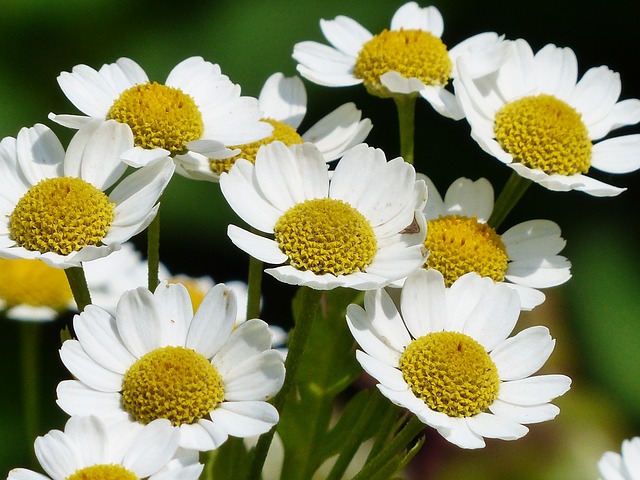 Incredible Health Benefits Of Chamomile