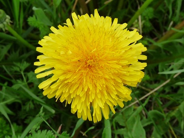 Amazing Health Benefits Of Dandelion