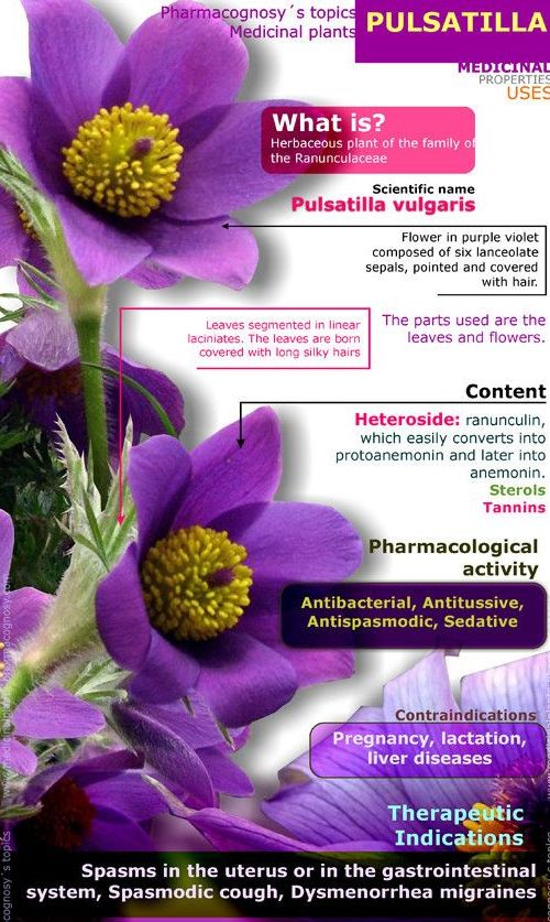 Pulsatilla Health Benefits And Toxicity