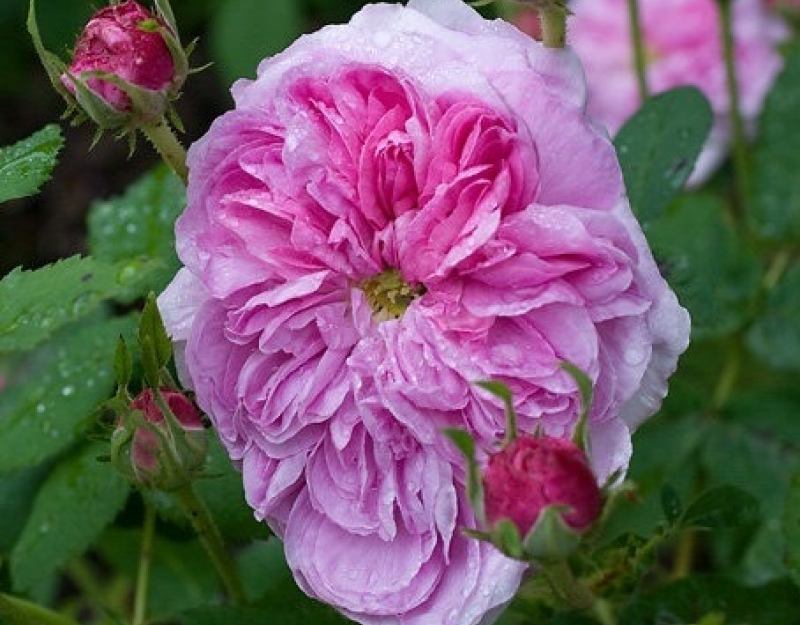  Gallica, Beautiful Roses