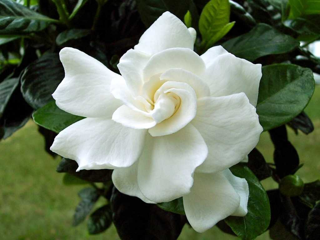 gardenia flower, White Flowers