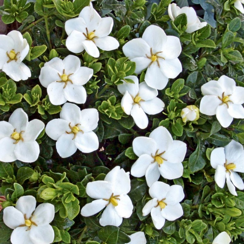 gardenia jasminoides kleim s hardy - Top 10 Most Beautiful Jasmine Flowers
