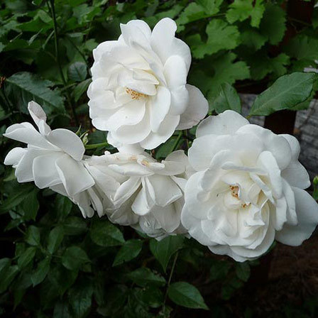 White Iris, White Flowers
