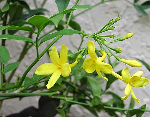 jasminum humile500 1 - Top 10 Most Beautiful Jasmine Flowers