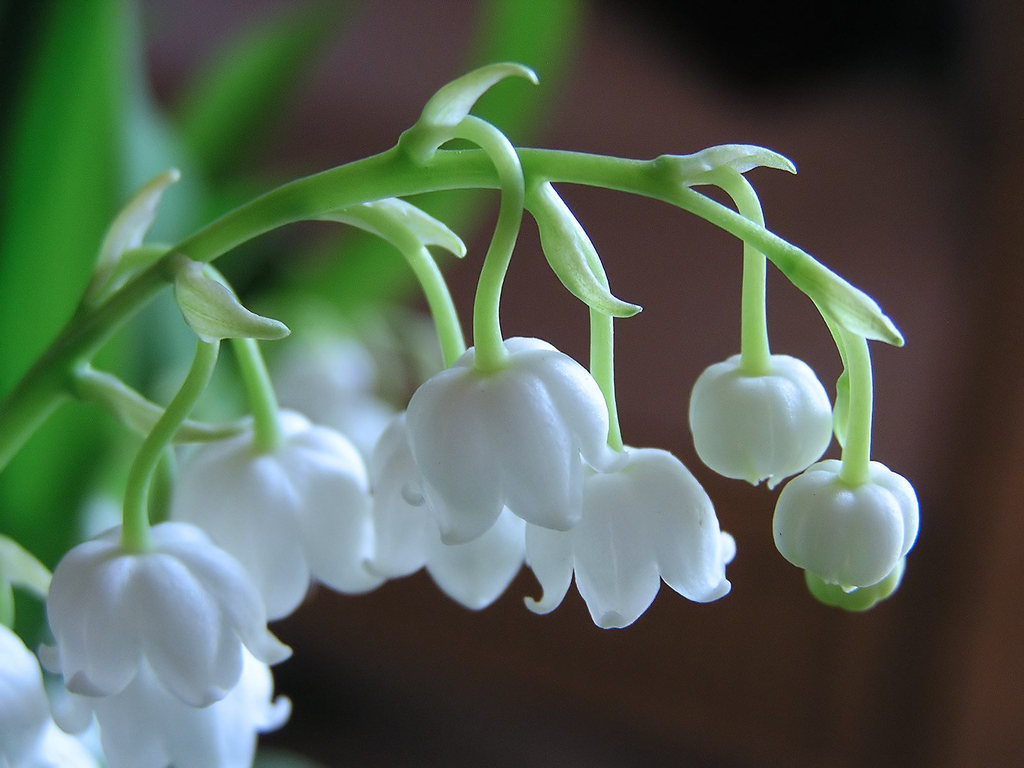 Lily of the Valley, White Flowers