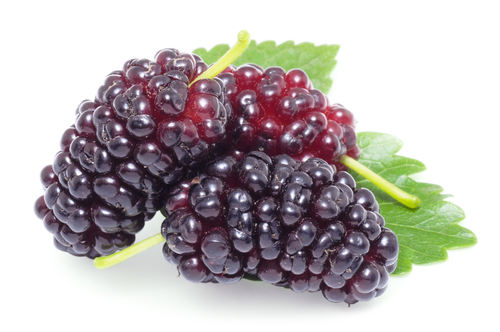 mulberries - Incredible Health Benefits of Mulberries