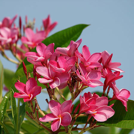 Plumeria Rubra, Jasmine Flower 